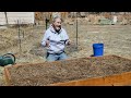 Strawberry Planting 101 (How to Plant Bare Root Plants)