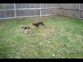 Doberman Puppy plays with friend 
