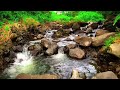 Gentle Stream Natural River Sounds in Forest River Sound for Sleep, Relaxing Music For Stress Relief