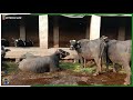 How To Become A Successful Dairy Farmer|Buffalo Farming In Pak|Dairy Farming In Pak|Dairy Farm India