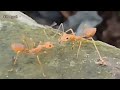 Thế giới côn trùng: Kiến con trao đổi dễ thương! #ants #conkiens #nhacthieunhi #độngvật #shorts