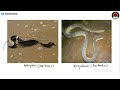 Biology Lecture : Identification of Snakes :: Poisonous vs Non- poisonous