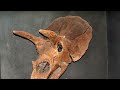 The Ornate 15 Horned Face Ceratopsian - Kosmoceratops