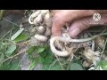 How to harvest peanut #gardening #farmer #garden #mindoro