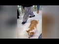 🐱 So Funny! Funniest Cats and Dogs 😅 Best Funniest Animals Video 2024 😸😹