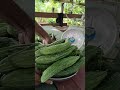 Growing BitterGourd (Ampalaya) in Extreme HeatlHarvest to Market