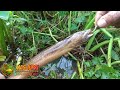 MANCING BELUT DI SPOT SEPERTI INI PASTI BELUTNYA BESAR BESAR