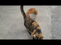 #roadcat: 캣맘 집에서 쉬고있는 얼룩무늬 길고양이 🐈 墓