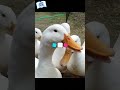 ★【コールダック 雌雄の鳴き声比較】飼育する前に必ずｃｈｅｃｋ！ @ZOOTIMEch #shorts #cuteanimals