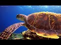 Ocean 4K - Journey To Explore The Mysterious Ocean - Peaceful Relaxing Music - 4K Video Ultra HD #7