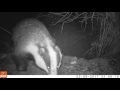 Badger On Crawley Estate.