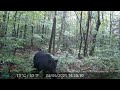 Black bear in Lamoille County VT (recorded 9/22/2022)