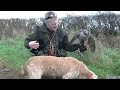 Goshawk on Pheasants over a Pointer and Spaniel.