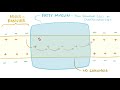 Neuron action potential - physiology