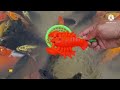 Fishing for betta fish in the pond, swimming ducks, sulcata turtles, catfish, ornamental fish