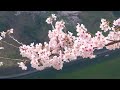 【Cherry blossoms】 TOKYO. The blossoms of the Somei-Yoshino variety came to full bloom  in downtown.