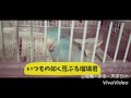 【マメルリハ】壮絶‼️初動画編集地獄‼️  my first made video.it's so hard(;o;)