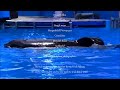 Tilikum's true story