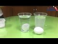 Floating Egg Experiment | Why Eggs Float in Salt Water | The Egg and Salt Experiment |