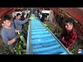 Picking & Packing Sweet Corn | Columbiana Ohio