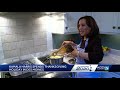 Exclusive one-on-one in kitchen with Kamala Harris for Thanksgiving