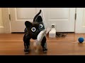 MarsCat Robotic Cat Unboxing and First Impressions
