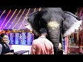 ഉമാമഹേശ്വർമഠം ഉമാദേവി ❤️ Umamaheswar madom Umadevi Elephant | പിടിയാന  #keralaelephant