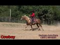 Cowboy 2012 model Palomino color | 15 hands | traffic safe | trail safe | Reliable | Versatile