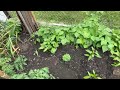 Home Sweet Homemade Homegrown Food Farm Garden Natural Organic Healthy Vegetables June 22 2024