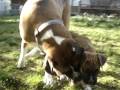 Boxer Puppy Vs. Big Boxer KONG Toy