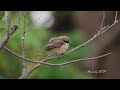 紅尾伯勞幼鳥/Brown Shrike Jevenile