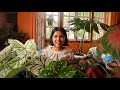 caladium care for growing indoors