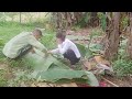 Survival. Small family looking for banana leaves