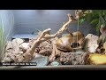 5 EASY Ways To IMPROVE Your LEOPARD GECKO Setup | Tank Enrichment