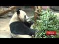World's only living giant panda triplets celebrate 2nd birthday with party in Guangzhou