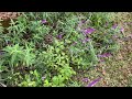 MEXICAN BUSH SAGE