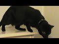 Angry black cat hissing and growling