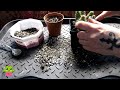 Repotting my 25yr old Copiapoa Cactus & How I Care for it #cactus #cacti