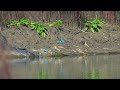 【台灣野鳥紀錄49----迷鳥白領翡翠】Birds of Taiwan｜Collared Kingfisher｜迷鳥｜宜蘭｜螃蟹｜吐食繭｜Sony A1