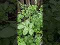 Thornless blackberry in Pot