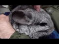 Grey Chinchilla gets Picked Up and Chillaxes