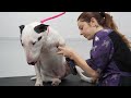 A protective POTATO | Bull Terrier