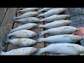 Epic Night Fishing: 50+ Striped Bass Caught at Lake Mead!