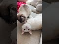 Cat Hates Her New Sibling Until... ❤️ | The Dodo