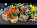 兰花展最后一天甩卖，去扫货捡漏，看看我买了什么- 2024 兰花展/2024 Edmonton Orchids Show, get a good deal on the last day