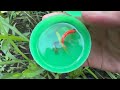 Catching Fancy Aquarium Fish & Surprise Colorful Eggs In The Cave, Betta Fish, Guppies, Angel Fish