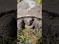 Gopher Tortious eating and hissing