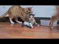 Hungry Kitten sad when mom Cat rejects giving milk to Kitten