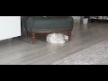 cat trying to catch air