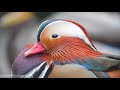 12 Most Beautiful Ducks in the World